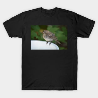 Female House Finch Perched on a Birdbath T-Shirt